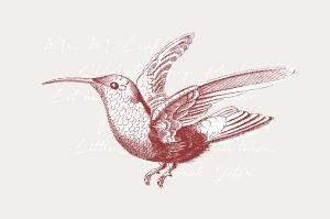 36 Engraved Bird Illustrations