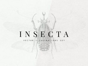 Insecta Vector Illustrations Set